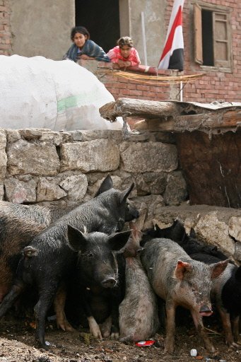 Egypt to cull pigs