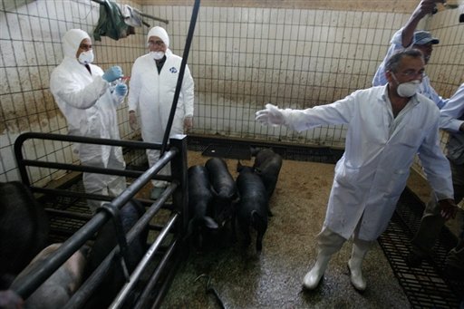Egypt to begin pig culling