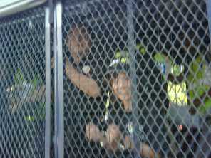 janice lee arrested ipoh 07052009