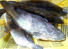 ikan kerapu grouper fish 140509