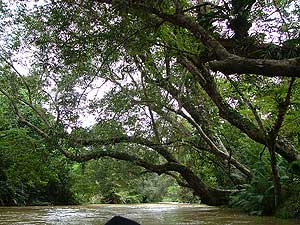 the antidote article sarawak native people 270509 02