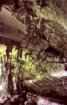 edible swallow birds nest in sarawak 290509 01
