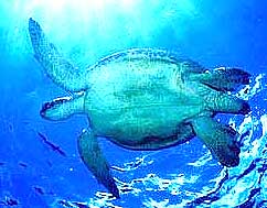 sabah islands suffer neglect 050609 sea turtle 04