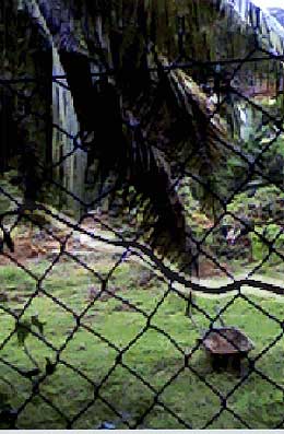 rahang family snake problem 100609 01