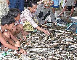 tagal fish sarawak sabah 100609 03