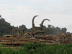 the antidote article long kerong sarawak timber logging samling 090609 04