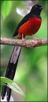 bird white rumped shama 110609