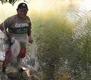 tagal fish sarawak sabah 100609 01