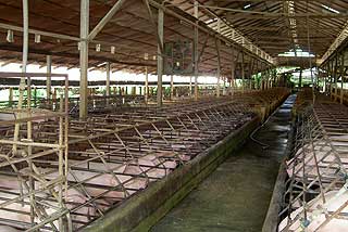 pig farm in melaka 110609 02