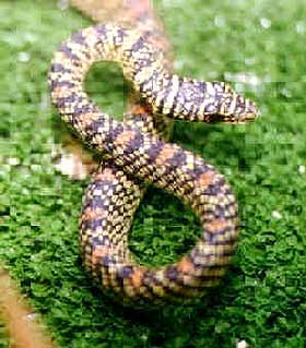 flying snake