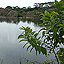 bukit koman