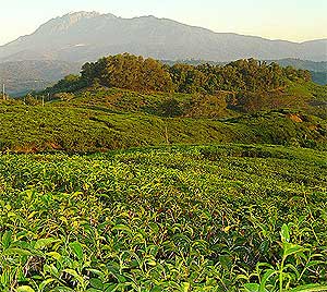 sabah rural people development 240609 01