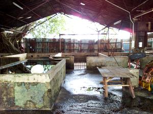 kedah pig abattoir demolished 010709 02