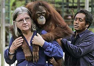 sabah orang utan 060709 06