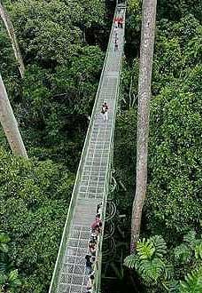 sabah orang utan 060709 02