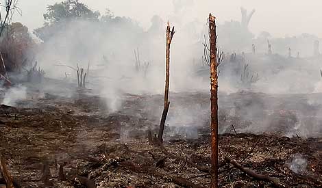 Indonesian Islamic council issues fatwa on forest fires