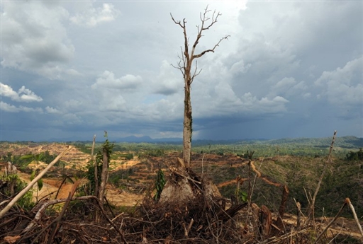 penan blockade in sarawak logging