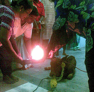 calf temple padang jawa 050909 calf