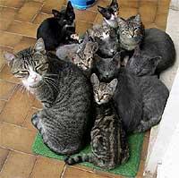 cats 230805