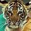 rescued tiger cub 180805