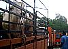 cow protest in front selangor suk