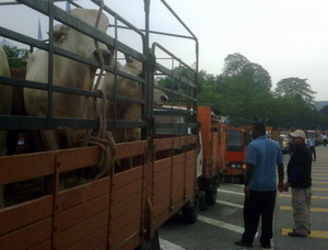 cow protest to selangor suk 280909 01