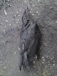 bukit koman cyanide gold mine 021009 bird die.jpg