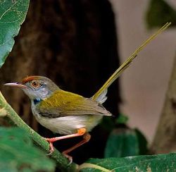 Tailor Bird