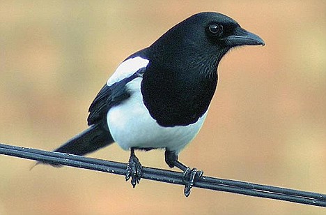 magpie
