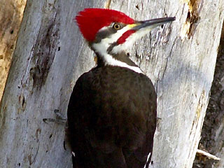 woodpecker