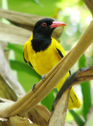 golden oriole