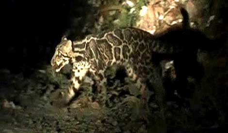 Sleeping couple woken by leopard in Indian hotel