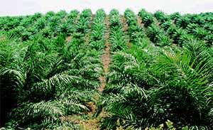 palm oil plantation 111005