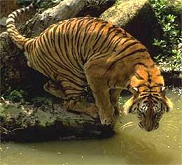 malaysian tiger harimau 241005