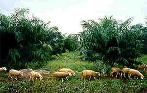 sarawak palm oil plantation 241005