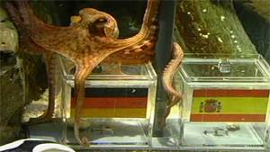 Paul the octopus proven with his spot-on predictions of World Cup 2010 matches.