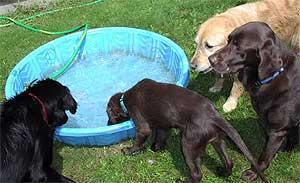 pet animals dogs 181105 watering hole