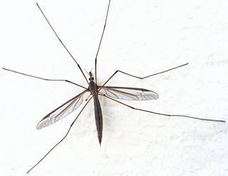 genetically modified mosquito 290810 generic mosquito