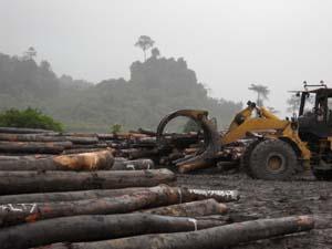 bakun dam special report logging site 070910