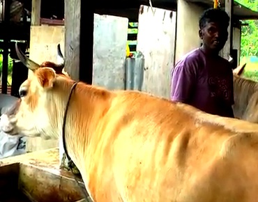 cows in merlimau