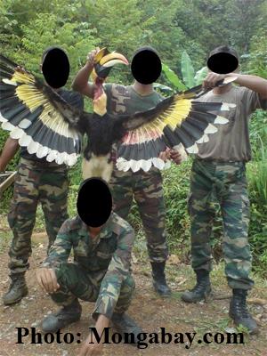 soldiers slaughtered hornbill at belum