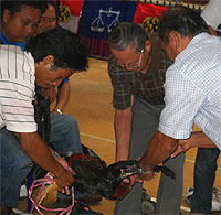 alfred jabu miring ceremony betong 060411 chicken