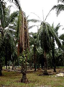 oil palm under threat 010306 dying