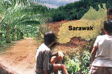 ncr land sarawak and palm oil plantation