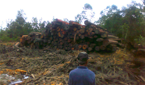 MACC detects new tactic used by timber theft syndicates