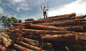 orang asli anti logging protest in pahang 170406 logs