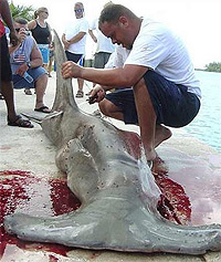 shark finning