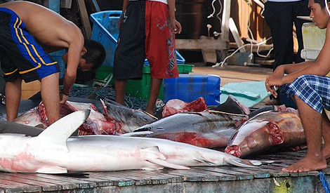 Sanctuaries 'last resort' to save sharks, says minister