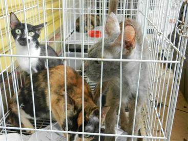 LETTER | Animal cruelty has to stop