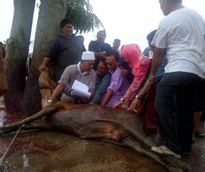 hari raya haji, slaughtering of cows, korban
